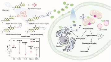 Coumarin-Quinazolinone based photosensitizers: Mitochondria and endoplasmic reticulum targeting for enhanced phototherapy via different cell death pathways