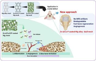 Orchestrated degradation behavior of Mg mesh for calvarial bone defect reconstruction