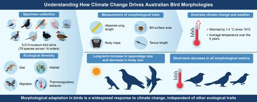 Long- and short-term responses to climate change in body and appendage size of diverse Australian birds