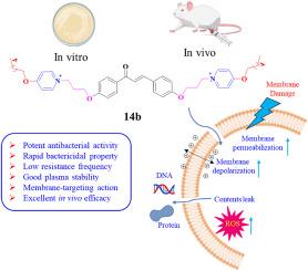 Development of membrane-targeting chalcone derivatives as antibacterial agents against multidrug-resistant bacteria