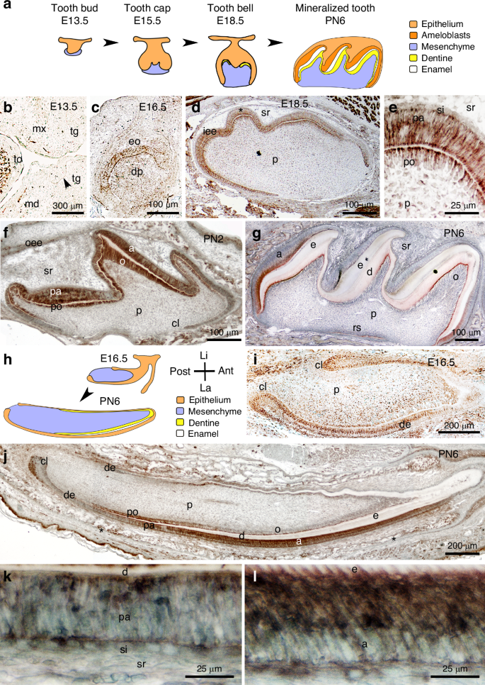 An unexpected role of neurite outgrowth inhibitor A as regulator of tooth enamel formation