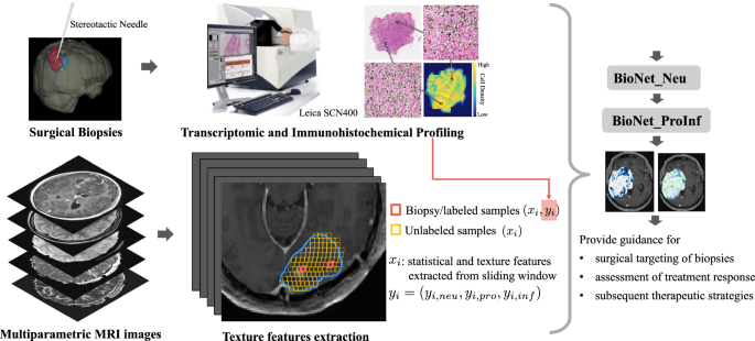 Biologically informed deep neural networks provide quantitative assessment of intratumoral heterogeneity in post treatment glioblastoma