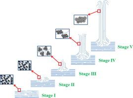 Investigating the mechanism of time dependent evolution of vertical graphene nanowalls