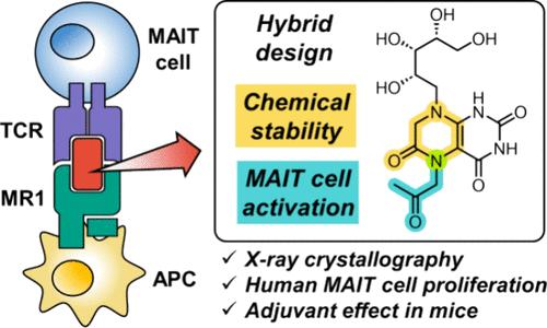 Development of Ribityllumazine Analogue as Mucosal-Associated Invariant T Cell Ligands