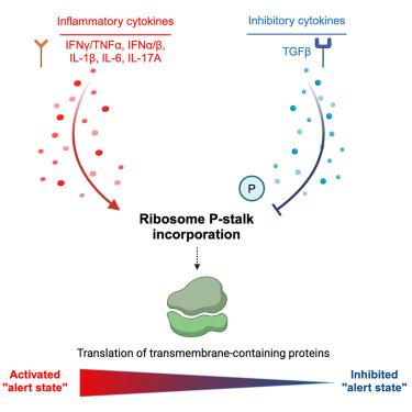 P-stalk ribosomes act as master regulators of cytokine-mediated processes