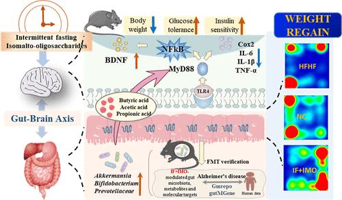 Isomalto-Oligosaccharide Potentiates Alleviating Effects of Intermittent Fasting on Obesity-Related Cognitive Impairment during Weight Loss and the Rebound Weight Gain