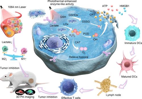 Dual Enzyme-Driven Cascade Reactions Modulate Immunosuppressive Tumor Microenvironment for Catalytic Therapy and Immune Activation