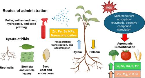 Nanomaterial-Based Biofortification: Potential Benefits and Impacts of Crops