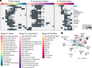 Gene expression in developing hemichordates gives insights into deuterostome evolution