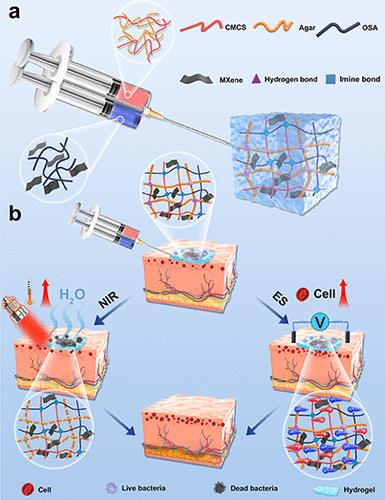 Construction and Performance Study of an Injectable Dual-Network Hydrogel Dressing with Inherent Drainage Function