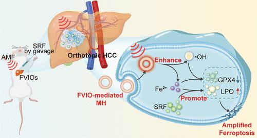 Intracellular Magnetic Hyperthermia Sensitizes Sorafenib to Orthotopic Hepatocellular Carcinoma Via Amplified Ferroptosis