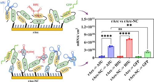 Enhancing mRNA Interactions by Engineering the Arc Protein with Nucleocapsid Domain