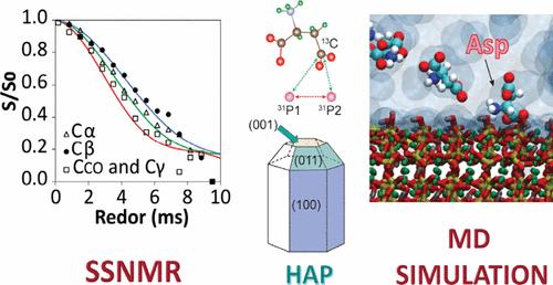 Aspartic Acid Binding on Hydroxyapatite Nanoparticles with Varying Morphologies Investigated by Solid-State NMR Spectroscopy and Molecular Dynamics Simulation