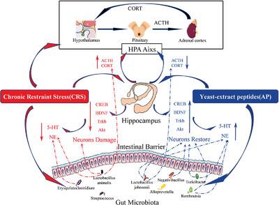 Yeast Extract Peptides Alleviate Depression in Chronic Restraint Stress Rats by Alleviating Hippocampal Neuronal Apoptosis and Dysbiosis of the Gut Microbiota