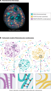 Functional specificity in biomolecular condensates revealed by genetic complementation