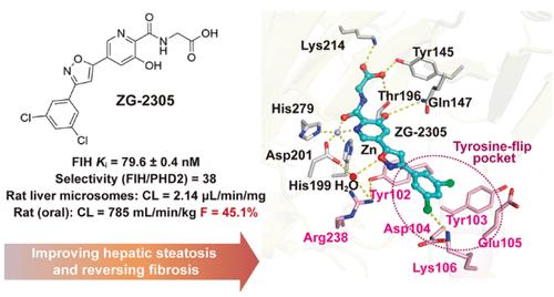 Discovery of ZG-2305, an Orally Bioavailable Factor Inhibiting HIF Inhibitor for the Treatment of Obesity and Fatty Liver Disease