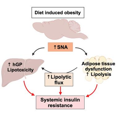 Overnutrition causes insulin resistance and metabolic disorder through increased sympathetic nervous system activity