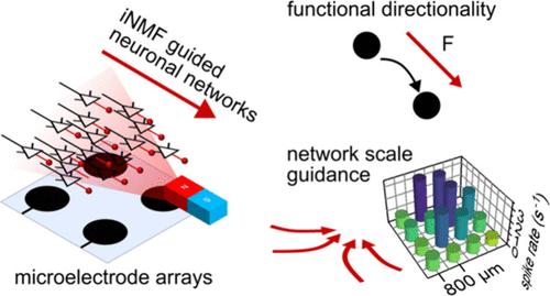 Nanomagnetic Guidance Shapes the Structure–Function Relationship of Developing Cortical Networks