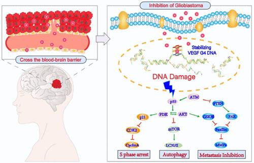 Discovery of Arene Ruthenium(II) Complexes as Potential VEGF Inhibitors for Glioblastoma Metastasis Suppression