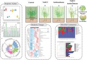 Individual and Combined Effects of Sodium Dichloroisocyanurate and Isothiazolinone on the Cyanobacteria-Vallisneria natans-Microbe Aquatic Ecosystem