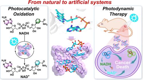 Tetraphenylethene-Based Molecular Cage with Coenzyme FAD: Conformationally Isomeric Complexation toward Photocatalysis-Assisted Photodynamic Therapy