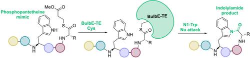 Activity and Biocatalytic Potential of an Indolylamide Generating Thioesterase