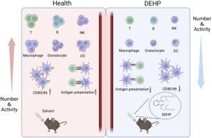 Diethylhexyl Phthalate Induces Immune Dysregulation and is an Environmental Immune Disruptor