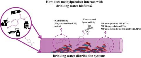 Track of methylparaben in the bulk phase and on the extracellular matrix of dual-species biofilms: biodegradation and bioaccumulation