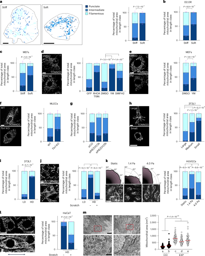 Mitochondrial mechanotransduction through MIEF1 coordinates the nuclear response to forces