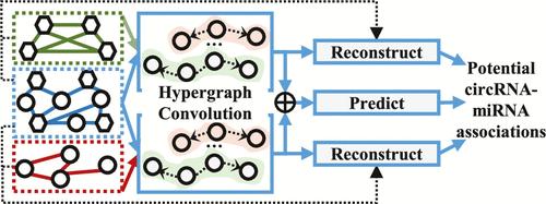 Multirelational Hypergraph Representation Learning for Predicting circRNA-miRNA Associations