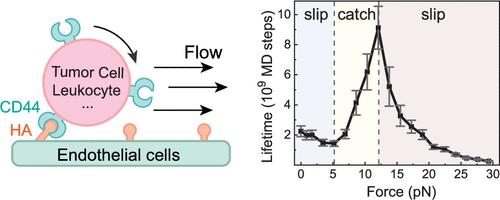 Bidirectional Allostery Mechanism in Catch-Bond Formation of CD44 Mediated Cell Adhesion