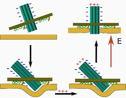 Driving DNA Nanopore Membrane Insertion through Dipolar Coupling