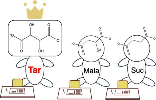 Effect of Anions on the Memory Effect in the Tetra-n-butylammonium Dicarboxylate Semiclathrate Hydrate Reformation