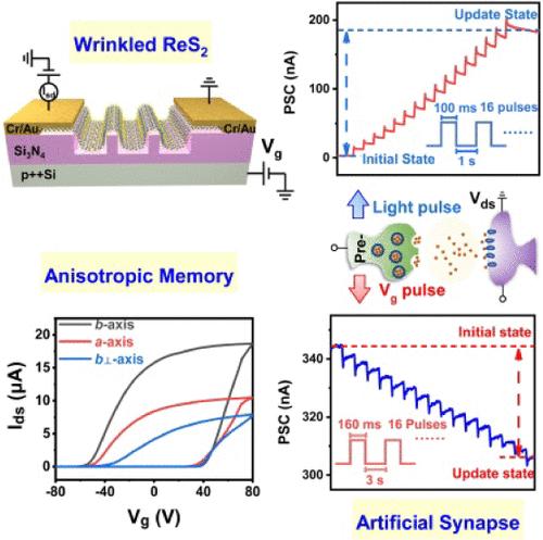 Wrinkled Rhenium Disulfide for Anisotropic Nonvolatile Memory and Multiple Artificial Neuromorphic Synapses