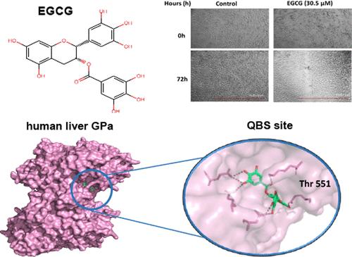 Evidence for the Quercetin Binding Site of Glycogen Phosphorylase as a Target for Liver-Isoform-Selective Inhibitors against Glioblastoma: Investigation of Flavanols Epigallocatechin Gallate and Epigallocatechin