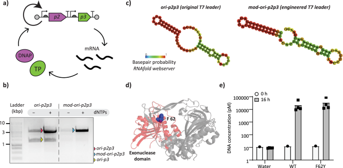 Darwinian Evolution of Self-Replicating DNA in a Synthetic Protocell