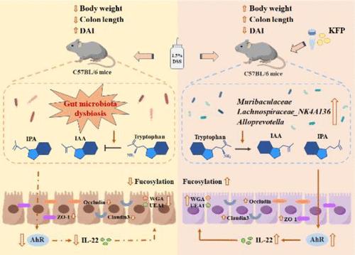 Kiwifruit Polysaccharides Alleviate Ulcerative Colitis via Regulating Gut Microbiota-Dependent Tryptophan Metabolism and Promoting Colon Fucosylation