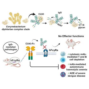 Potent efficacy of an IgG-specific endoglycosidase against IgG-mediated pathologies