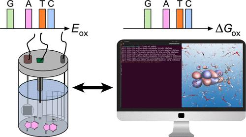 Quantum Chemical Insights into DNA Nucleobase Oxidation: Bridging Theory and Experiment