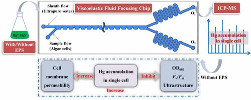 Viscoelastic Fluid Focusing Chip-ICP-MS Single-Cell Analysis Enables Elucidating the Effect of Extracellular Polymeric Substances on Bioaccumulation of Hg<sup>2+</sup>/HgS in <i>Microcystis aeruginosa</i> Cell.