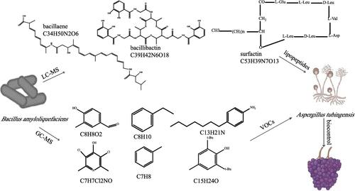 Biocontrol Ability of Strain Bacillus amyloliquefaciens SQ-2 against Table Grape Rot Caused by Aspergillus tubingensis