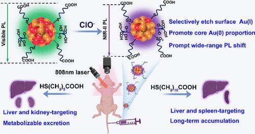 Expanding the Toolbox of Oxidants: Controllable Etching of Ultrasmall Au Nanoparticles toward Tailorable NIR-II Luminescence and Ligand-Mediated Biodistribution and Clearance.