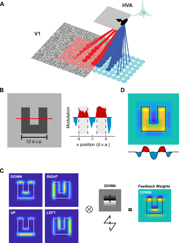 Border-ownership tuning determines the connectivity between V4 and V1 in the macaque visual system