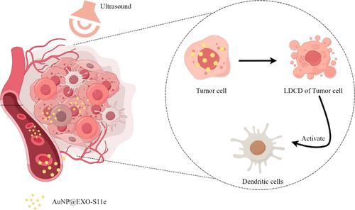 Ultrasound-Driven Nanomachine for Enhanced Sonodynamic Therapy of Non-Small-Cell Lung Cancer