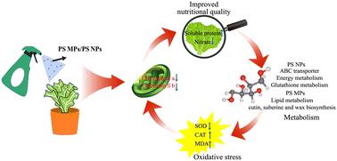 Metabolic response of lettuce (Lactuca sativa L.) to polystyrene nanoplastics and microplastics after foliar exposure