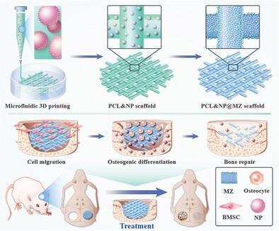 Biomimetic Mineralized Organic–Inorganic Hybrid Scaffolds From Microfluidic 3D Printing for Bone Repair