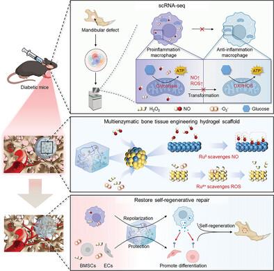 A Single-Cell RNA Sequencing Guided Multienzymatic Hydrogel Design for Self-Regenerative Repair in Diabetic Mandibular Defects.