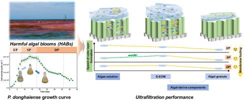 Understanding the fouling characteristics in ultrafiltration membrane for marine algae-laden seawater pretreatment: Focus on the role of algal extracellular organic matter