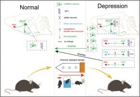 Neural and molecular investigation into the paraventricular thalamus for chronic restraint stress induced depressive-like behaviors