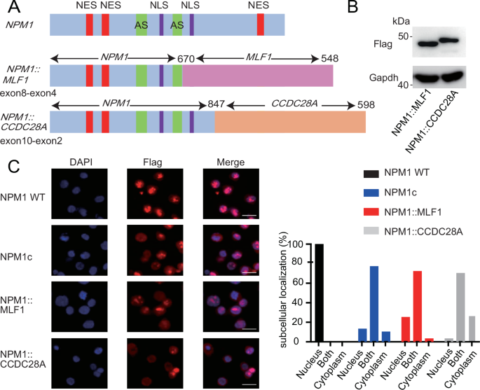 NPM1-fusion proteins promote myeloid leukemogenesis through XPO1-dependent HOX activation